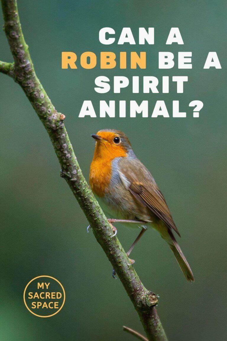What Does a Spirit Animal Robin Mean and Symbolize? My Sacred Space Design