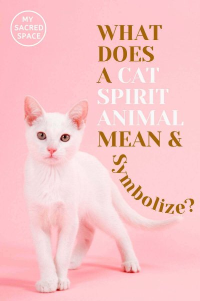what does a cat spirit animal mean and symbolize