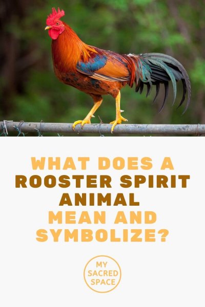 what does a rooster spirit animal mean and symbolize