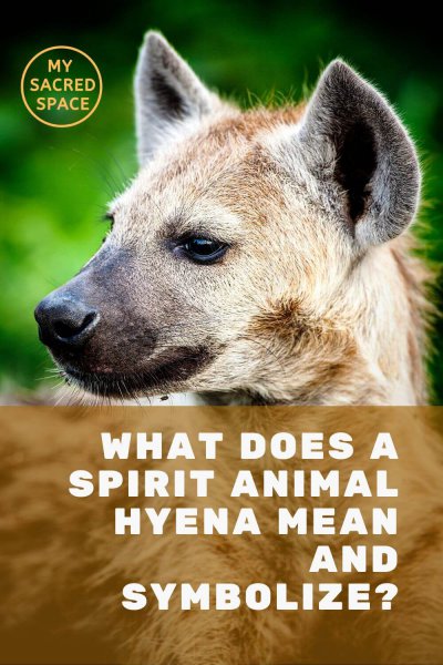 what does a spirit animal hyena mean and symbolize