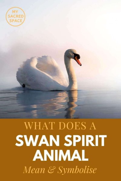what does a swan spirit animal mean and symbolise