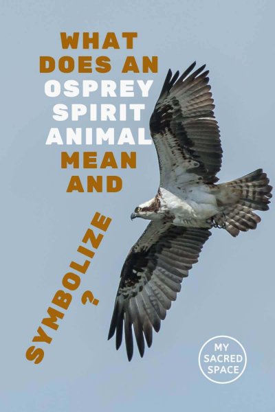 what does an osprey spirit animal mean and symbolize