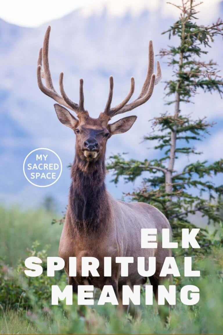 What Does an Elk Spirit Animal Mean and Symbolize? My Sacred Space Design