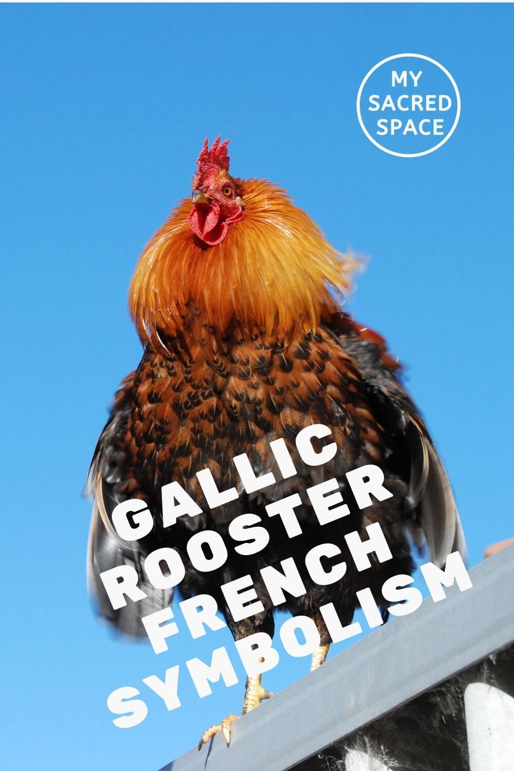 What Does a Rooster Spirit Animal Mean and Symbolize? My Sacred Space