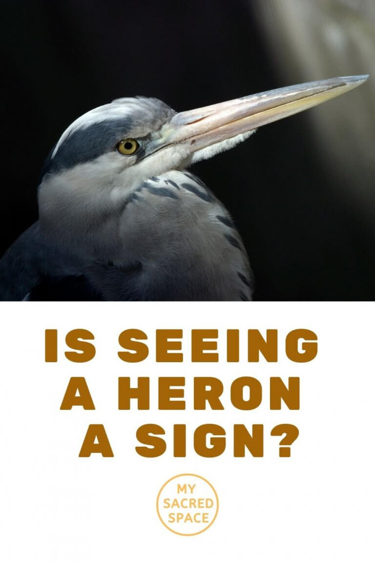 What Does a Heron Spirit Animal Mean and Symbolize? My Sacred Space