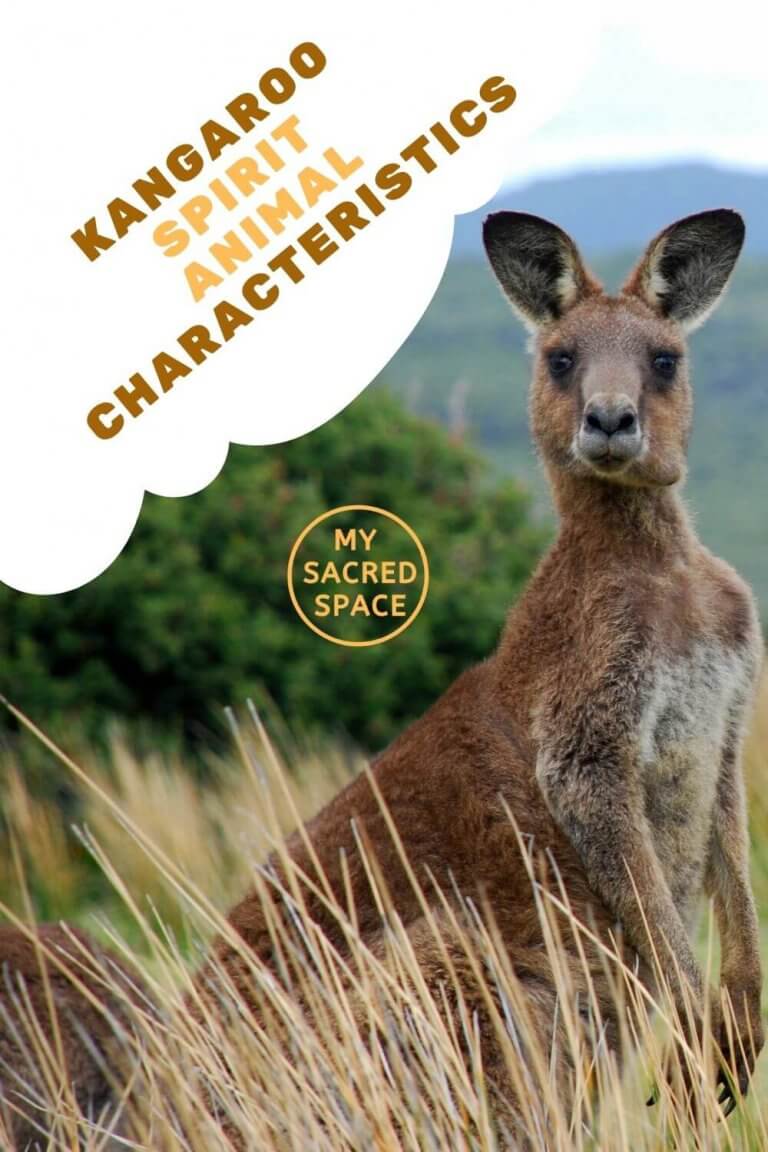 What Does A Kangaroo Spirit Animal Mean And Symbolize My Sacred Space Design