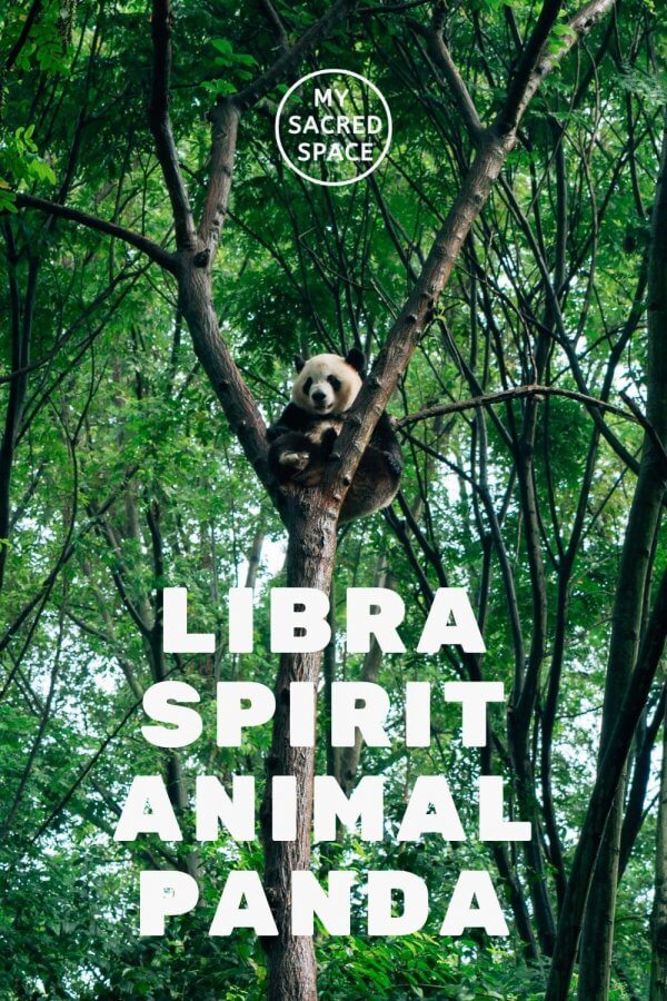 What Does a Panda Spirit Animal Mean and Symbolize? - My Sacred Space ...