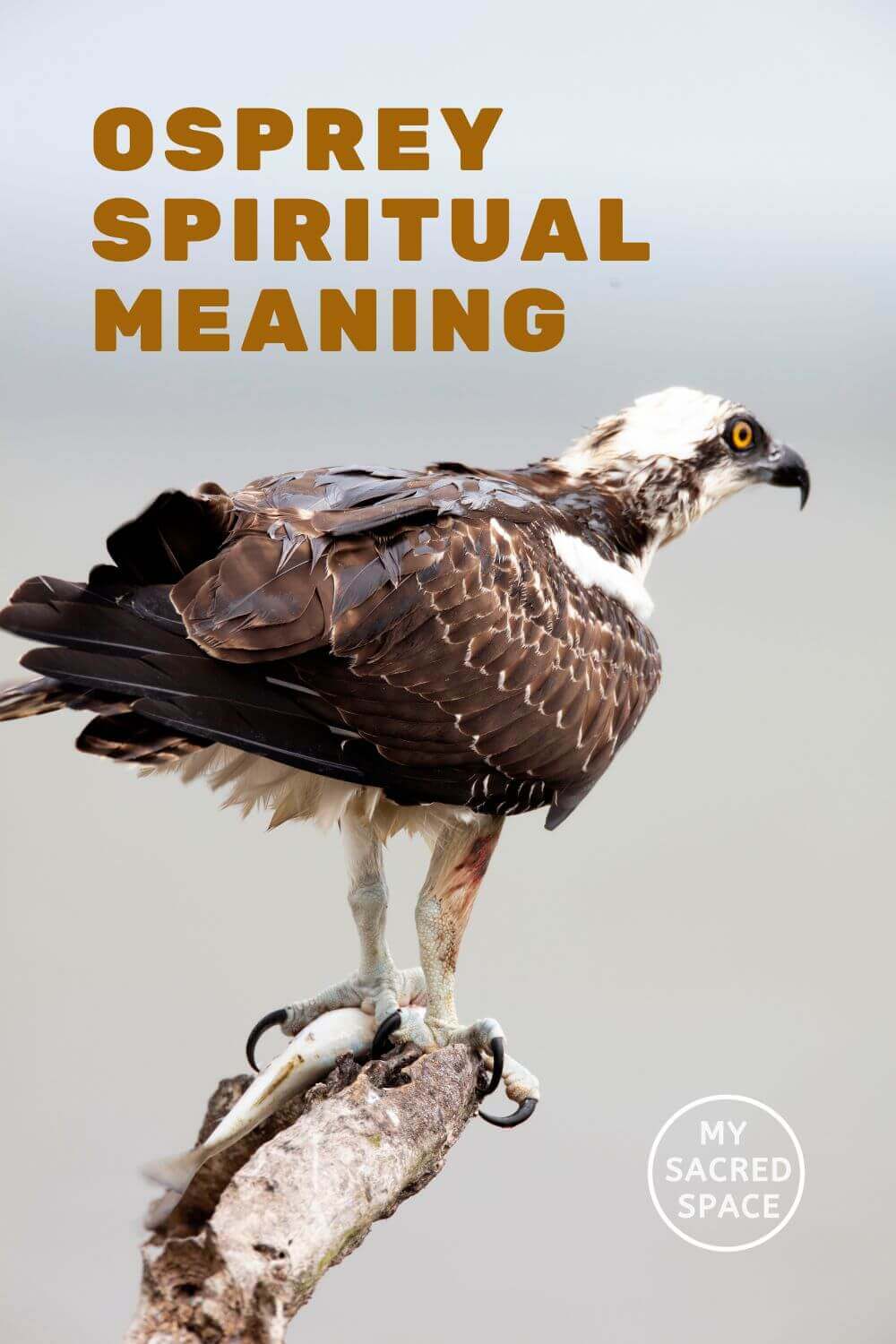 What Does an Osprey Spirit Animal Mean and Symbolize?