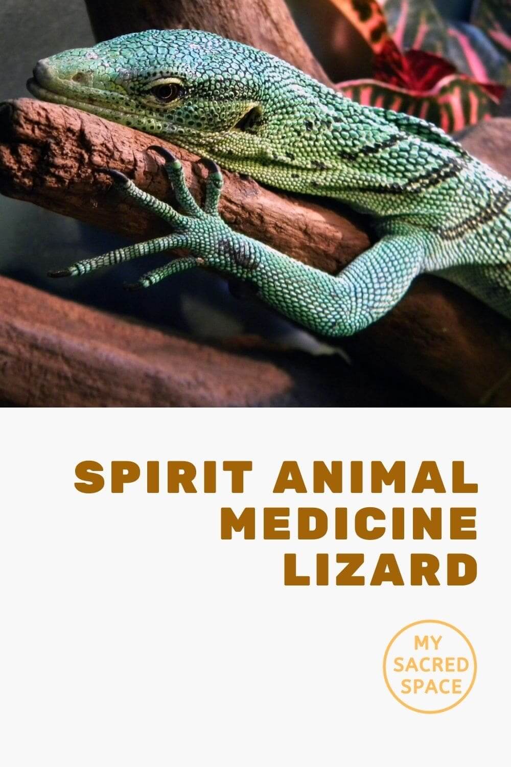 What Does a Lizard Spirit Animal Mean and Symbolize? My Sacred Space