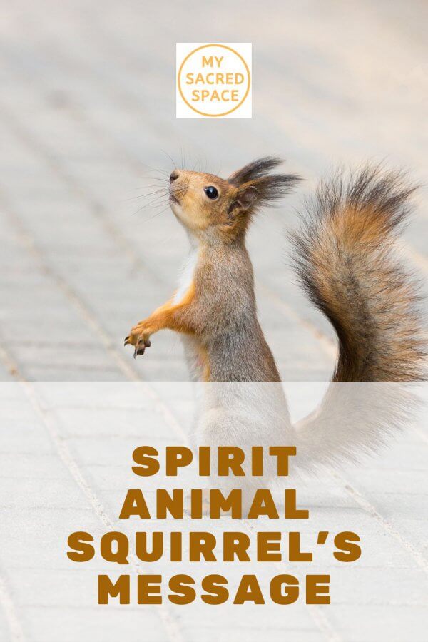 What Does a Squirrel Spirit Animal Mean and Symbolize? My Sacred