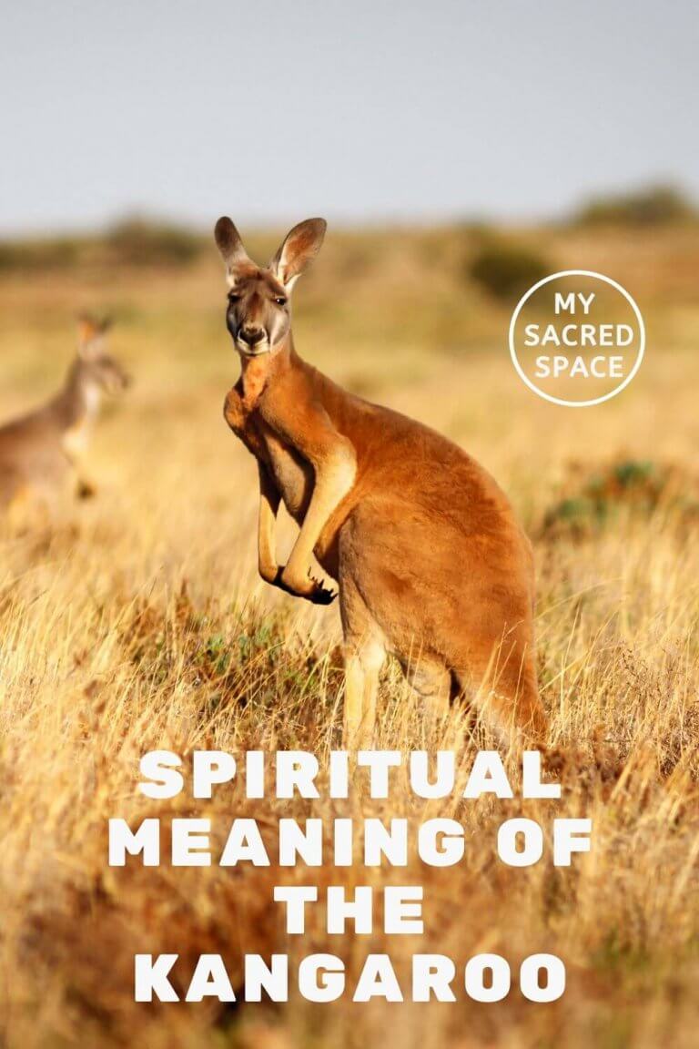 What Does a Kangaroo Spirit Animal Mean and Symbolize? My Sacred