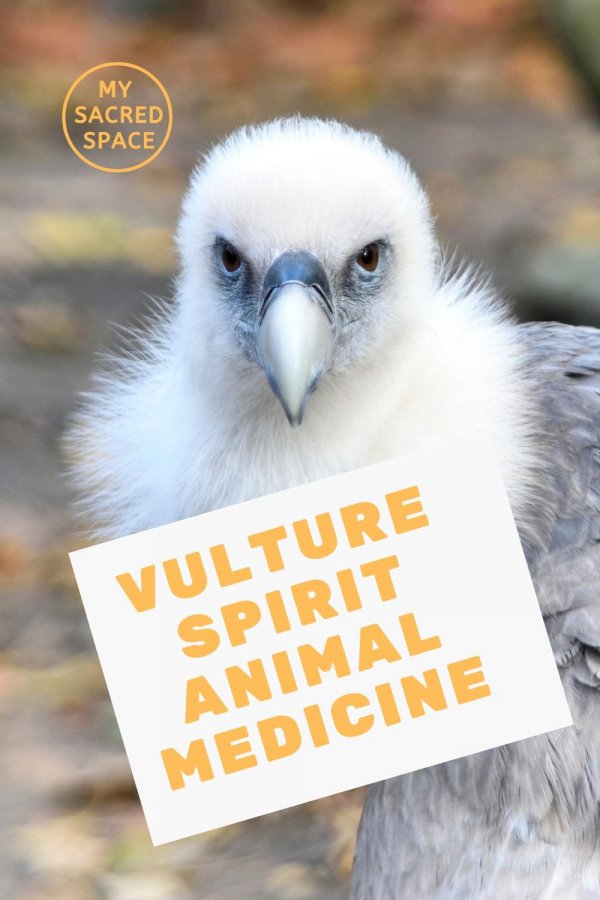 What Does a Vulture Spirit Animal Mean and Symbolize? My Sacred Space Design