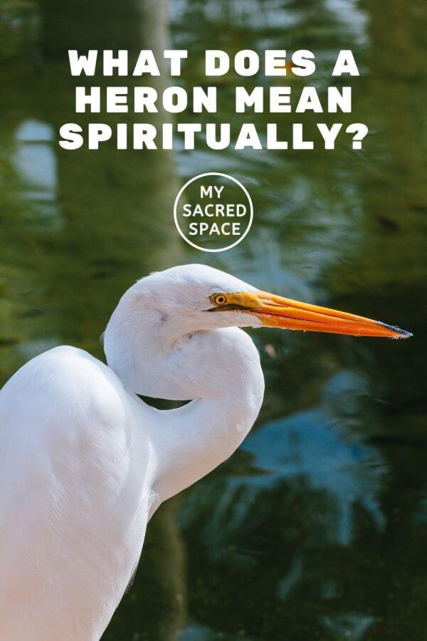 What Does a Heron Spirit Animal Mean and Symbolize? My Sacred Space