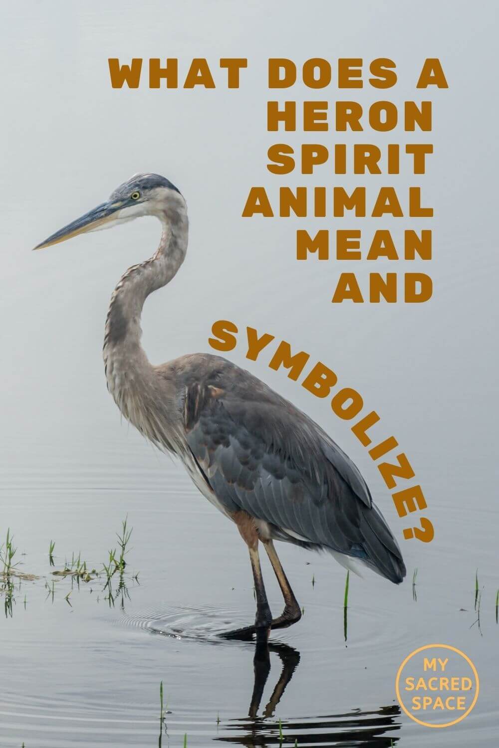 What Does a Heron Spirit Animal Mean and Symbolize? - My Sacred Space Design