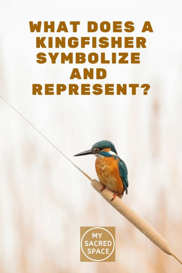 what-does-a-kingfisher-and-kookaburra-spirit-animals-mean-and-symbolize