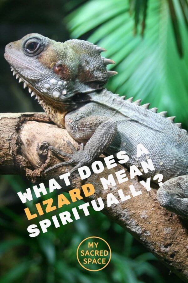 What Does a Lizard Spirit Animal Mean and Symbolize? My Sacred Space