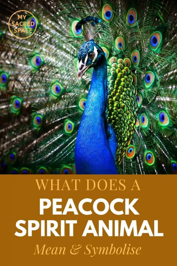 what does a peacock spirit animal mean and symbolise