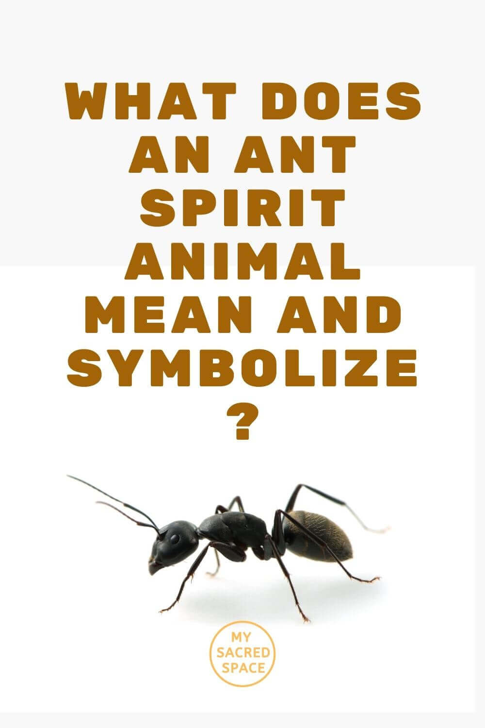 What Does an Ant Spirit Animal Mean and Symbolize? My Sacred Space Design