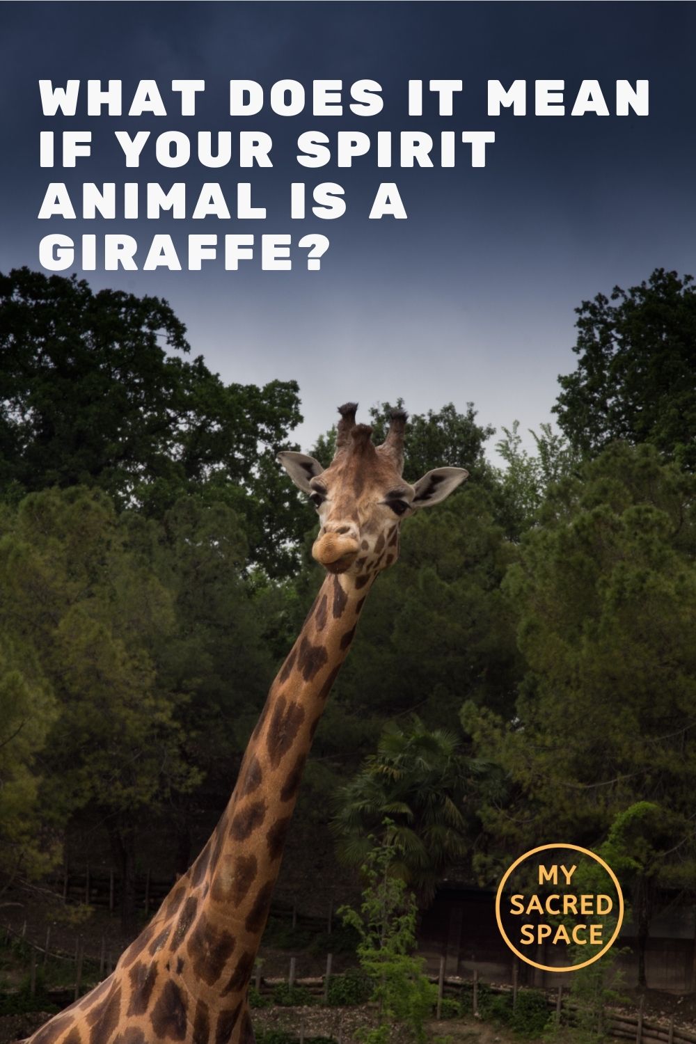 What Does A Giraffe Spirit Animal Mean And Symbolize My Sacred Space Design