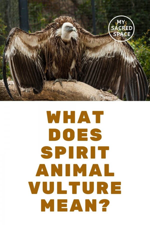 What Does a Vulture Spirit Animal Mean and Symbolize? My Sacred Space Design