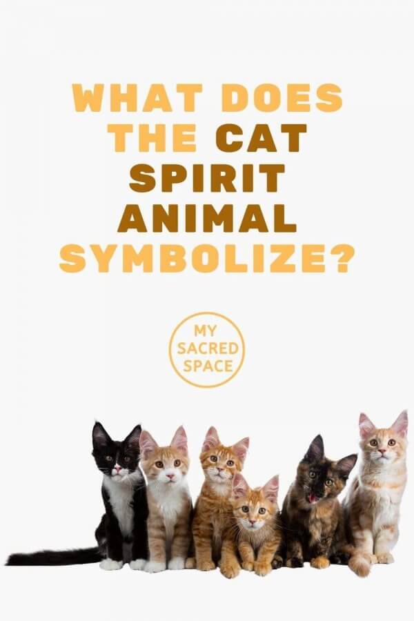 What Does a Cat Spirit Animal Mean and Symbolize? My Sacred Space Design