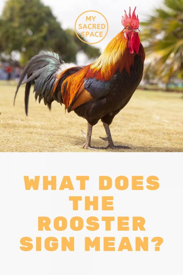 What Does a Rooster Spirit Animal Mean and Symbolize? My Sacred Space