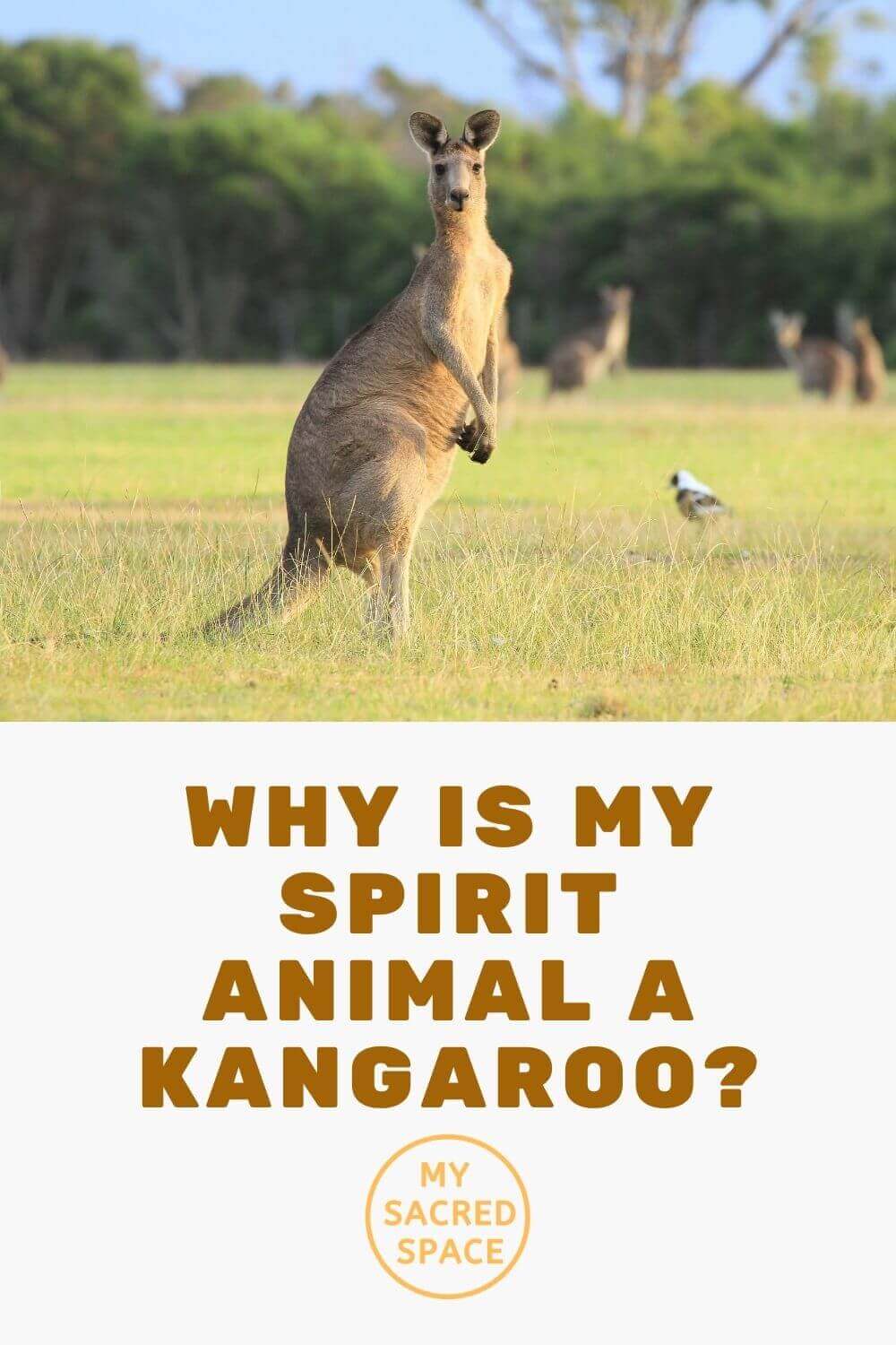 What Does a Kangaroo Spirit Animal Mean and Symbolize? My Sacred